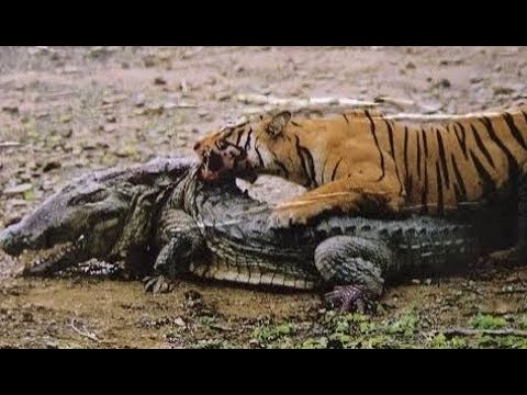 Top 10 Craziest Animal Fights Caught On Camera Part 2 - Jilovlanmagan Afrika !!!