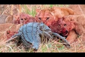 Top 10 Craziest Animal Fights Caught On Camera Part 3 Lions attack - Jilovlanmagan Afrika !!!