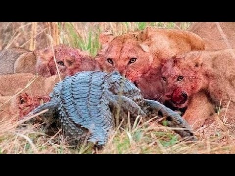 Top 10 Craziest Animal Fights Caught On Camera Part 3 Lions attack - Jilovlanmagan Afrika !!!