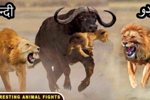 Top 10 Interesting Animal Fights 🩸 Amazing Tales
