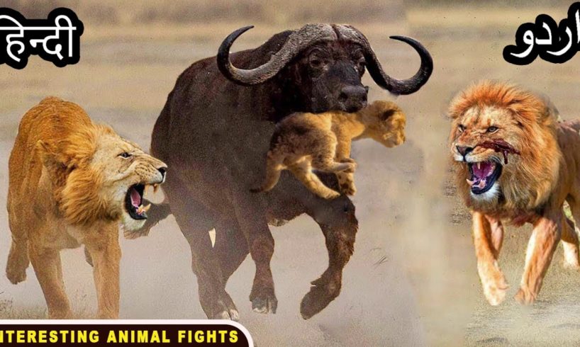 Top 10 Interesting Animal Fights 🩸 Amazing Tales