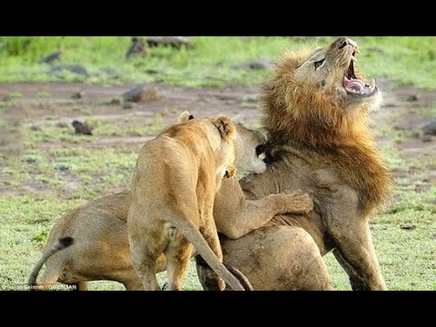 Top 10 MOST BRUTAL ANIMAL ATTACKS AND FIGHTS, Encounters You're Not Meant to See caught on camera