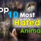 Top 10 Most Hated Animals