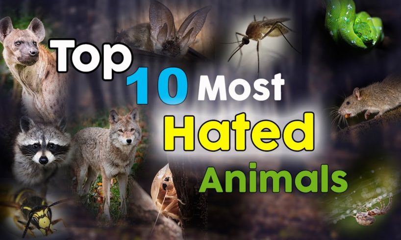 Top 10 Most Hated Animals