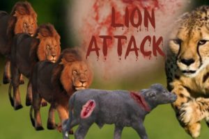 Top 3 Animal Attack Best Encounters That Will Make Your Heart Race #encounters#spotting