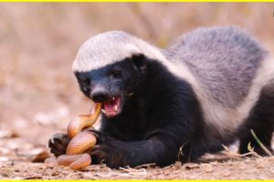 Top 5 Climactic Battle Of Honey Badger In The Wild | Animal Fights