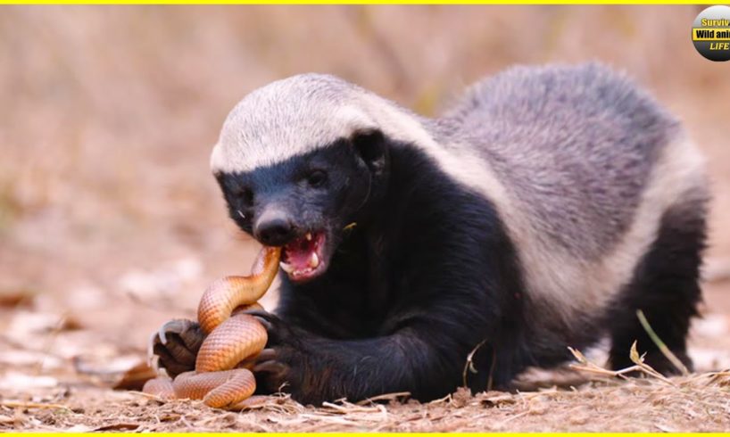 Top 5 Climactic Battle Of Honey Badger In The Wild | Animal Fights