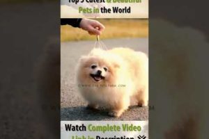 Top 5 Cute Pets in the World | @The Pets Farm | #shorts