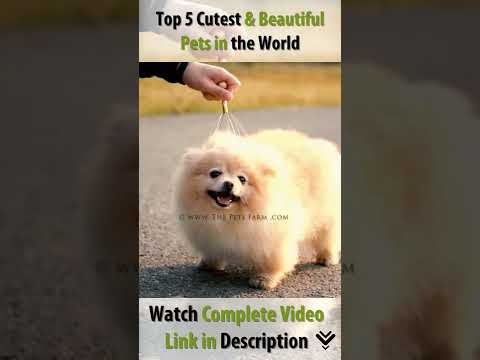 Top 5 Cute Pets in the World | @The Pets Farm | #shorts