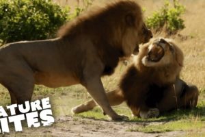 Top Five Scariest Animal Fights ft. David Attenborough | Nature Bites