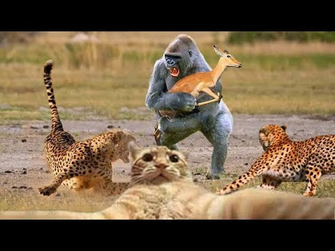 Try Not To Laugh Cats And Dogs 2022 - Video Of The FUNNIEST ANIMALS On Earth 🐧