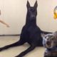 Try Not To Laugh Dogs And Cats - Video Of The FUNNIEST ANIMALS On Earth 🐧 #Ever2