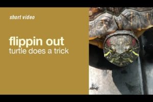 Turtle Does Trick #shorts #animals #pets