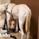 Two Rescue Labs Who Were Completely Frozen | The Dodo Adopt Me!