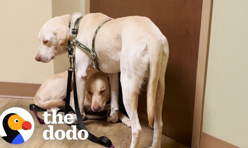 Two Rescue Labs Who Were Completely Frozen | The Dodo Adopt Me!