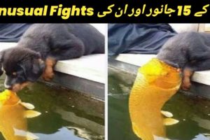 Unexpected Animal Fights Caught On Camera || Mr Usman Hashmi ||