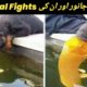 Unexpected Animal Fights Caught On Camera || Mr Usman Hashmi ||