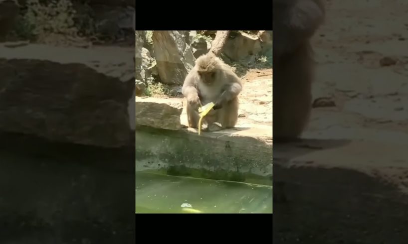 Unluckiest animal on earth #justwatch#shorts#youtubeshorts#viral#viralvideo#viralshorts