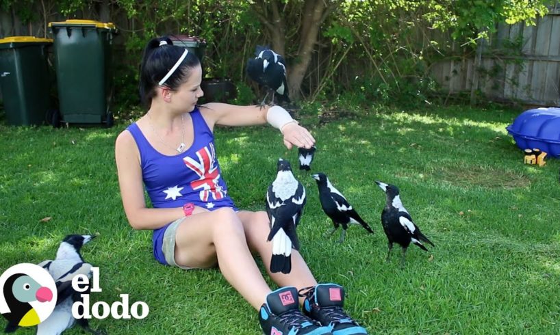 Urraca salvaje invita a sus nuevos amigos a la casa de su mejor amigo | Corazones Salvajes | El Dodo