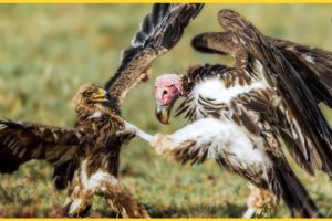 Vulture Steals The Eagle's Prey - Fierce Battles Of King Of The Sky | Animal Fights