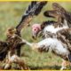 Vulture Steals The Eagle's Prey - Fierce Battles Of King Of The Sky | Animal Fights