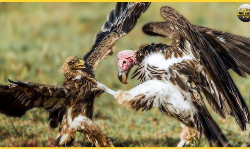 Vulture Steals The Eagle's Prey - Fierce Battles Of King Of The Sky | Animal Fights