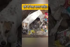Wait For End 😭| Dog Rescuing @Animal Aid Unlimited, India  #shorts #rescue #humanity