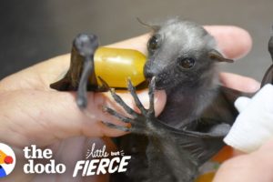 Watch This Tiny, Fuzzy Bat Grow Up to Be a Muscleman | The Dodo Little But Fierce