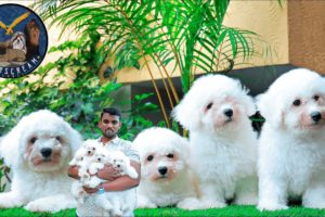 White Bichon Frise Cutest Puppies for sale in Bangalore | Bichon Frise Puppies for sale