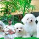 White Bichon Frise Cutest Puppies for sale in Bangalore | Bichon Frise Puppies for sale