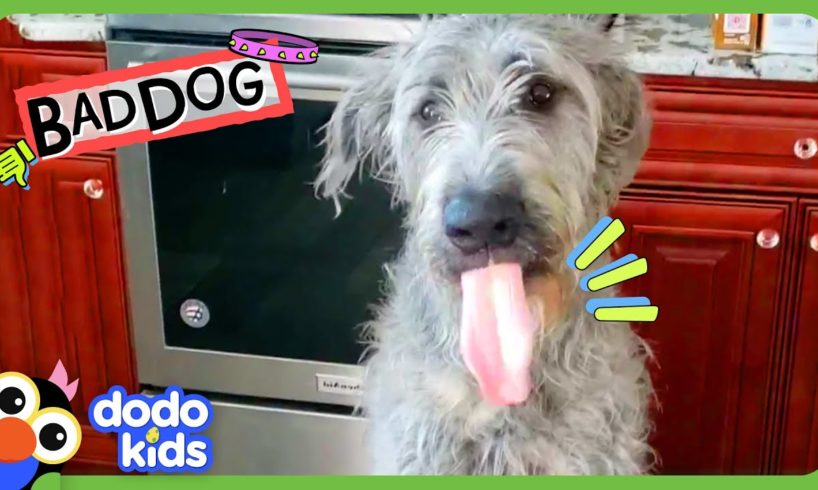 Why Does This GIANT Dog Keep Sitting On Everybody?! | Dodo Kids | Bad Boys & Girls