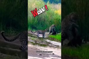 Wild Animal fighting #shorts #shortvideo #shortseveryone