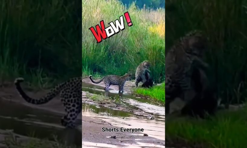 Wild Animal fighting #shorts #shortvideo #shortseveryone