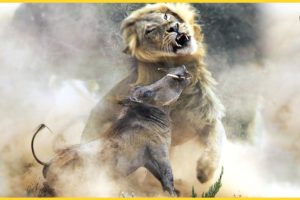 Wild Boar Crazy Attack Lion And What Happens Next? | Animal Fights