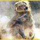 Wild Boar Crazy Attack Lion And What Happens Next? | Animal Fights