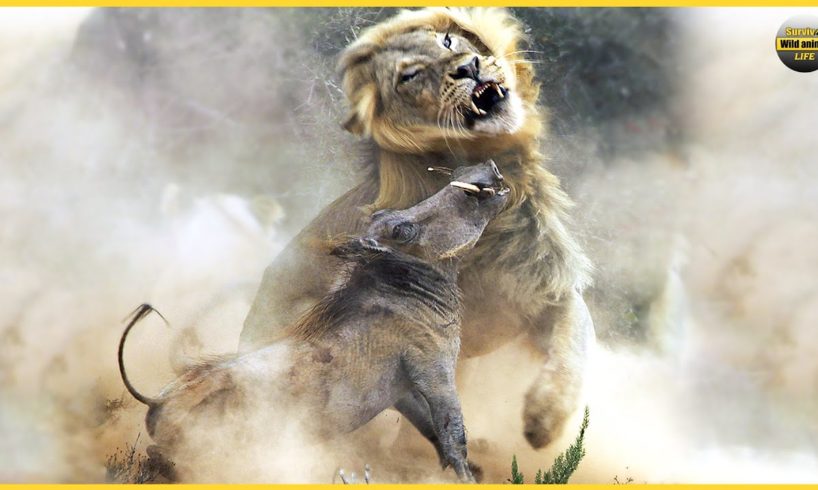 Wild Boar Crazy Attack Lion And What Happens Next? | Animal Fights