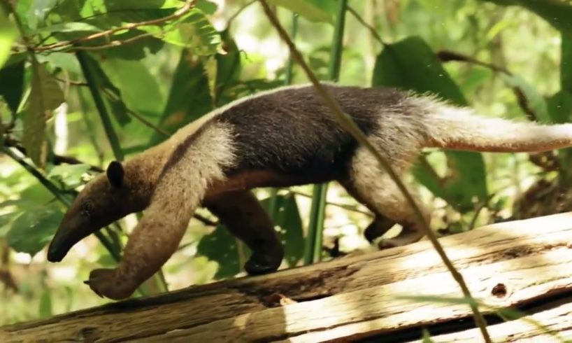 Wildanimal World: Finally, A Channel That Shows Wild animal