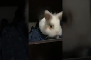 Woman Rescues Baby Rabbit From Park - 1376334