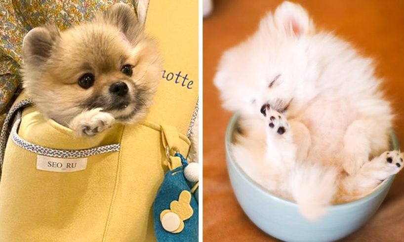🐶 You'll Laugh When You Watch These Adorable Puppies 🐶| Cute Puppies