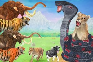 Zombie Tiger vs King Cobra Fight Baby Lion Rescue Saved By Woolly Mammoth Elephant Wild Animal Battl