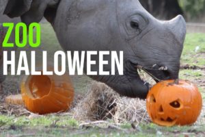 Zoo Animals Playing with Pumpkins (Halloween 2022)