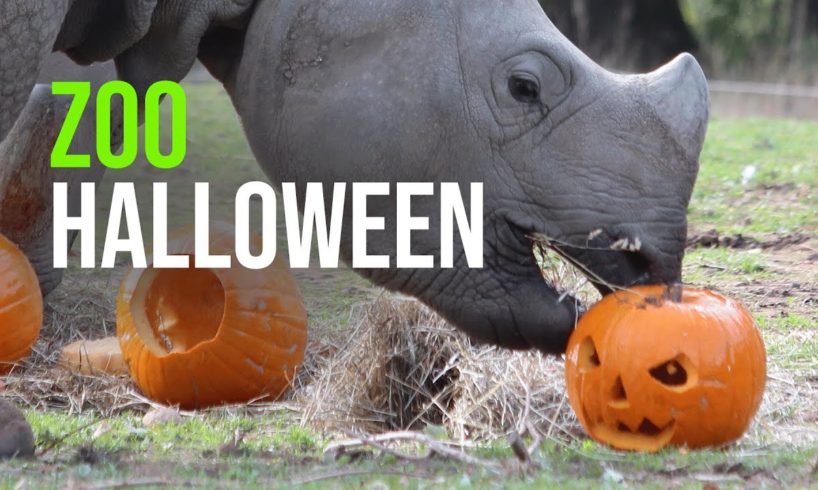 Zoo Animals Playing with Pumpkins (Halloween 2022)