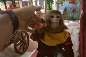 Zooland bakı - zoo park - play with animals ; Kids` world