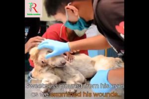 animal rescue|| animal rescue videos|| animal rescue shots #shorts