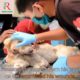 animal rescue|| animal rescue videos|| animal rescue shots #shorts