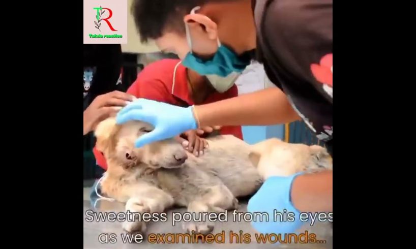 animal rescue|| animal rescue videos|| animal rescue shots #shorts