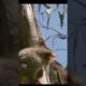 animals great fight #short #animals #fights