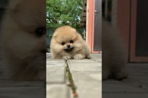 aww so cute puppies#viral#shorts#cute#trending