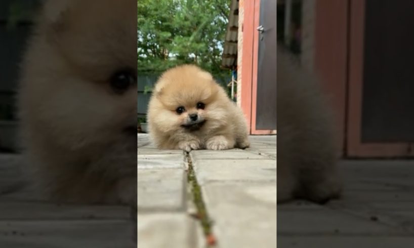 aww so cute puppies#viral#shorts#cute#trending