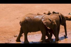 baby Elephant playing#short#viral#loving #animals